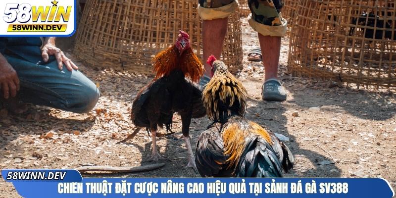 Chiến thuật đặt cược nâng cao hiệu quả tại sảnh đá gà SV388