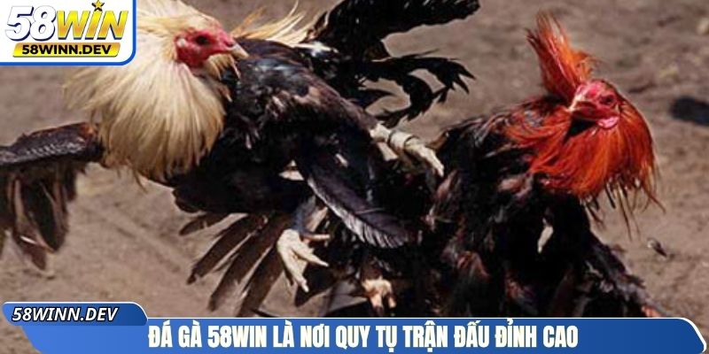 Đá gà 58Win là nơi quy tụ trận đấu đỉnh cao