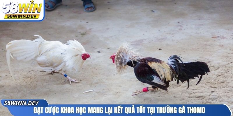 Đặt cược khoa học mang lại kết quả tốt tại trường gà Thomo