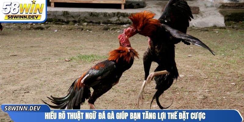 Hiểu rõ thuật ngữ đá gà giúp bạn tăng lợi thế đặt cược