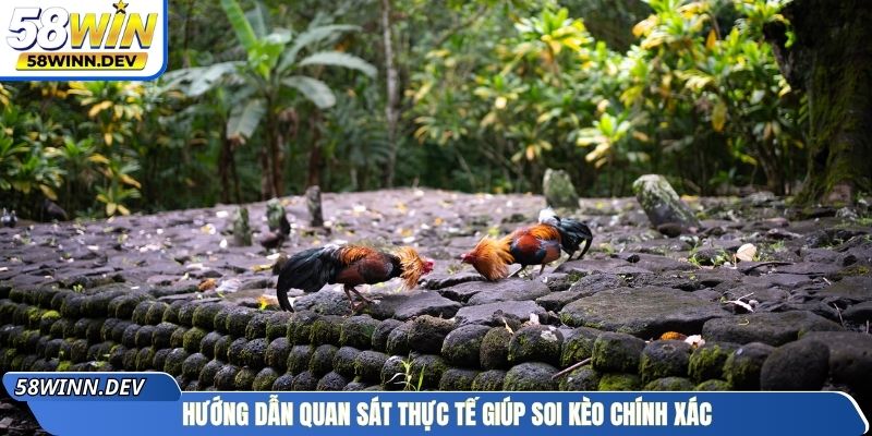 Hướng dẫn quan sát thực tế giúp soi kèo chính xác