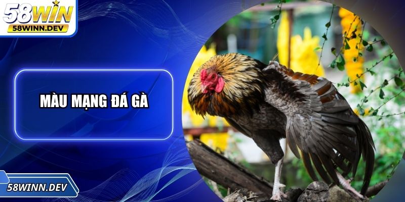 Màu Mạng Đá Gà - Mẹo Chọn Chuẩn Xác Tăng Tỷ Lệ Thắng Cược