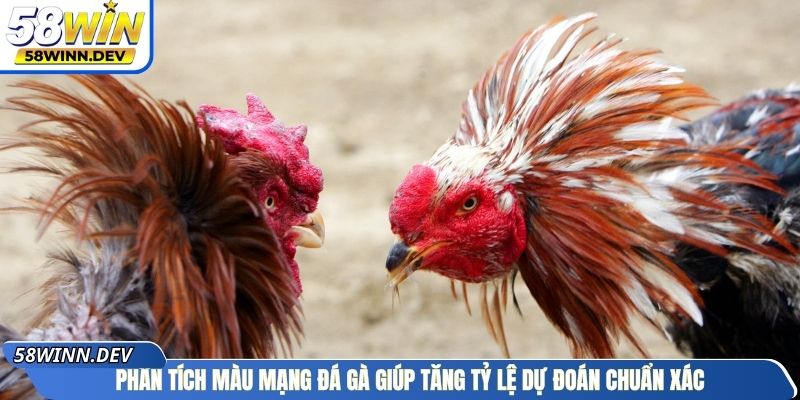 Phân tích màu mạng đá gà giúp tăng tỷ lệ dự đoán chuẩn xác