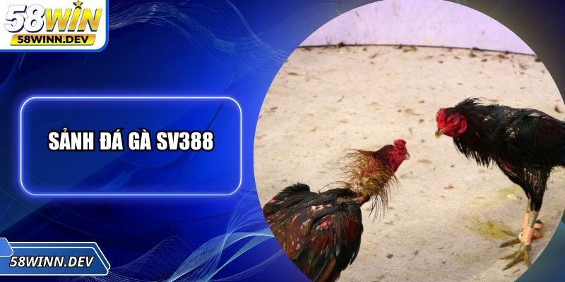 Sảnh Đá Gà SV388 - Đấu Trường Chọi Kê Nổi Tiếng Bậc Nhất