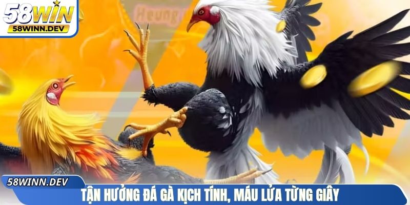 Tận hưởng đá gà kịch tính, máu lửa từng giây