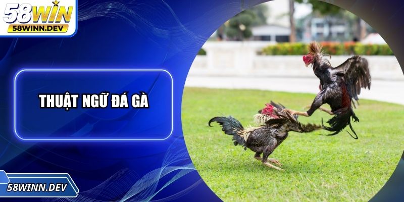 Thuật Ngữ Đá Gà - Định Nghĩa Người Chơi Cần Ghi Nhớ