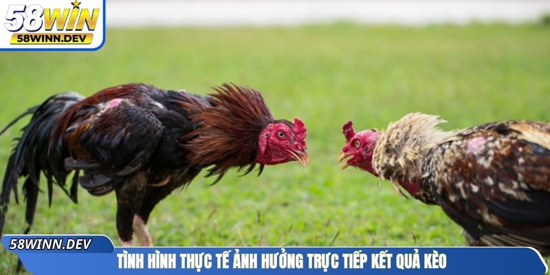 Tình hình thực tế ảnh hưởng trực tiếp kết quả kèo