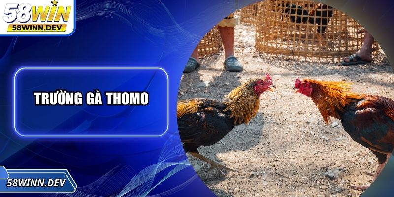 Trường Gà Thomo - Địa Điểm Quy Tụ Các Trận Đấu Kịch Tính